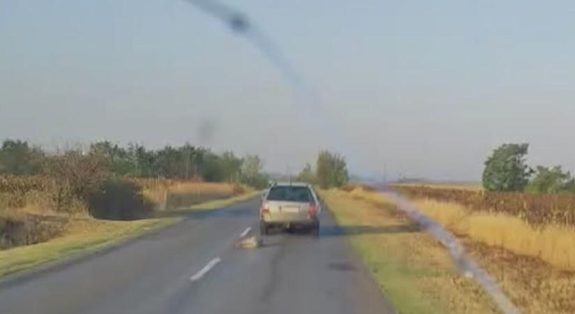 Elkapták az állatkínzót, aki kocsija után kötve húzott végig egy kutyát Tiszaalpár és Kiskunfélegyháza között