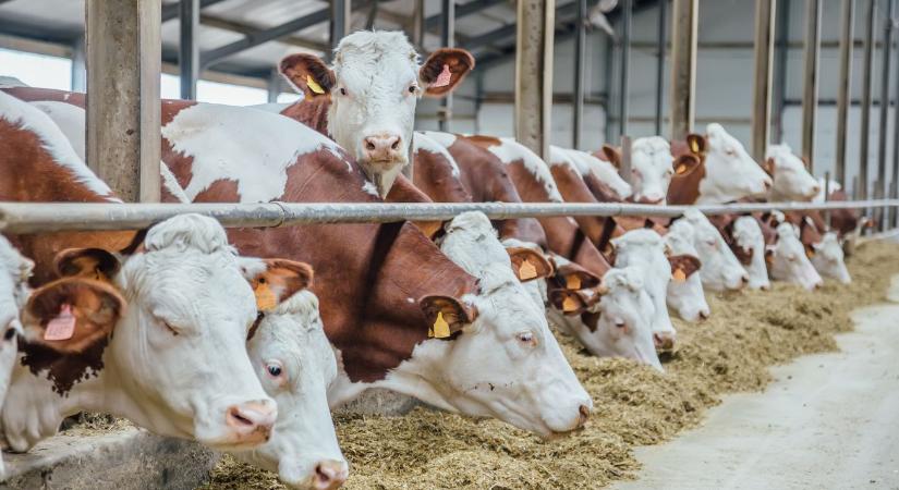 Okos Farm: amikor a gumicsizma találkozik a digitalizációval