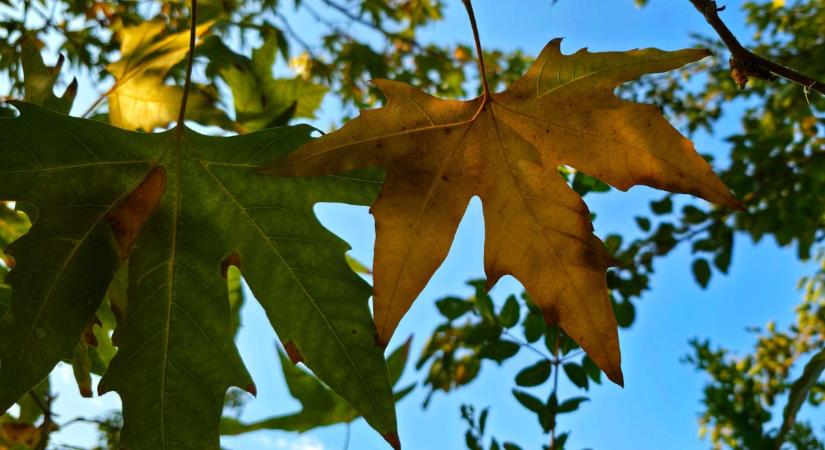 Forrón indult a szeptember, de hol késlekedik az ősz? A meteorológus elmondja