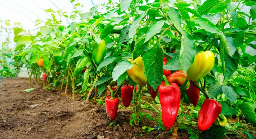Paprika-nagyhatalom voltunk, most újra tanuljuk a termesztését