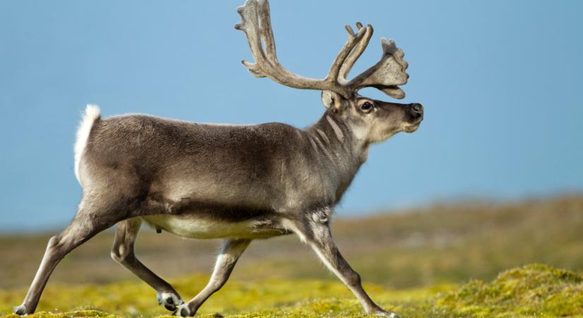 Ez az állat Európa legújabb sztárja: lassan hazánkat is eléri turnéja során
