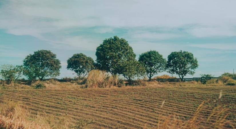 Több millió eurós támogatási csalás – súlyos visszaélések az agrártámogatásokkal