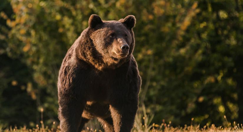 Medve támadt egy 27 éves férfira, kórházba szállították