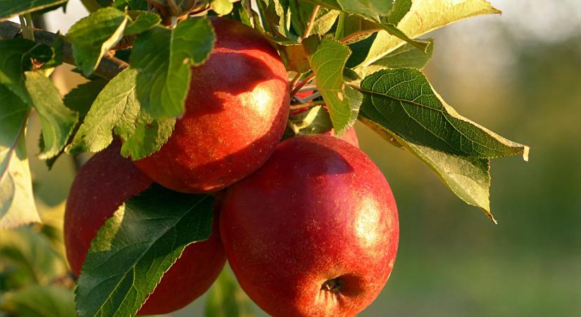 Németországi Bodeni-tó: kedvező előrejelzés az almaszezonra