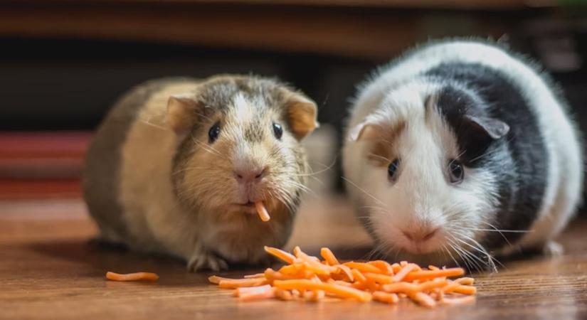 Tengerimalacok társalgója – miért kell mindig párban tartani őket?