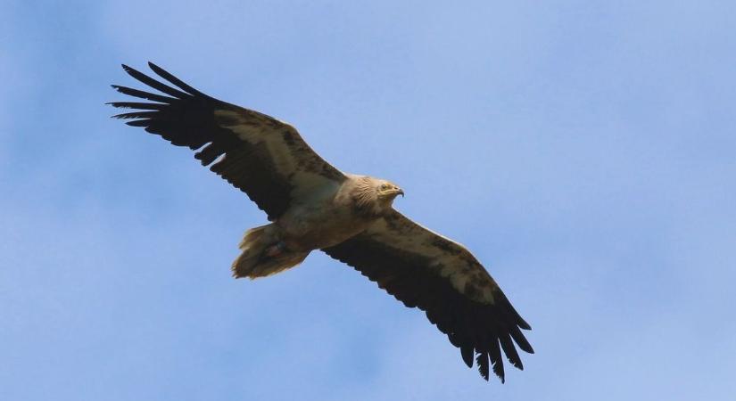 Ma ünnepeljük azokat a madarakat, akik nélkül a természet összeomlana