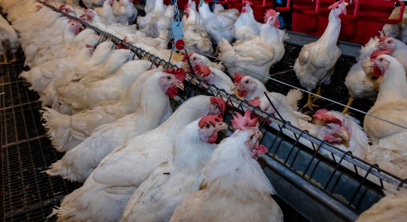 Baromfiudvar: veszélybe kerülhet a tojáshozam, ha elhibázod az őszi takarmányozást