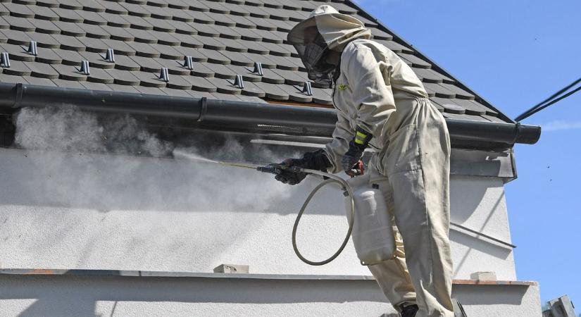 Irtani a legjobb reggel – kevés az esélye a spray-nek az ősszel gyakori darázstámadások ellen