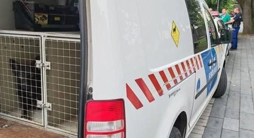 Rendőrkutyák lepték el az egri Eszterházy teret csütörtökön
