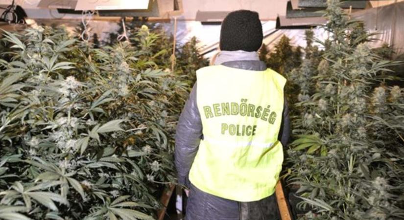 Cannabisültetvényt számoltak fel a rendőrök Remeteszőlősön