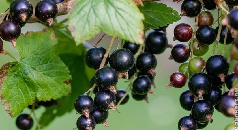 Édes és savanyú - ültessünk fekete ribizlit a kertbe