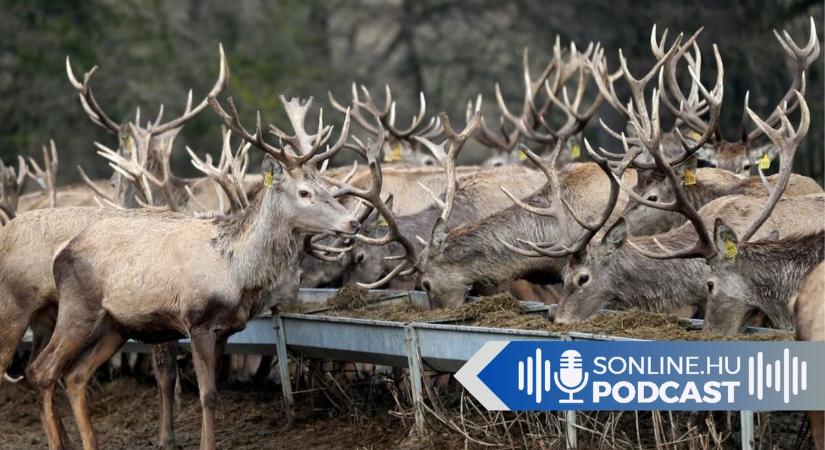 40 éve indultak, most a világ élvonalába tartoznak – jubileumát ünnepli a Bőszénfai Szarvasfarm