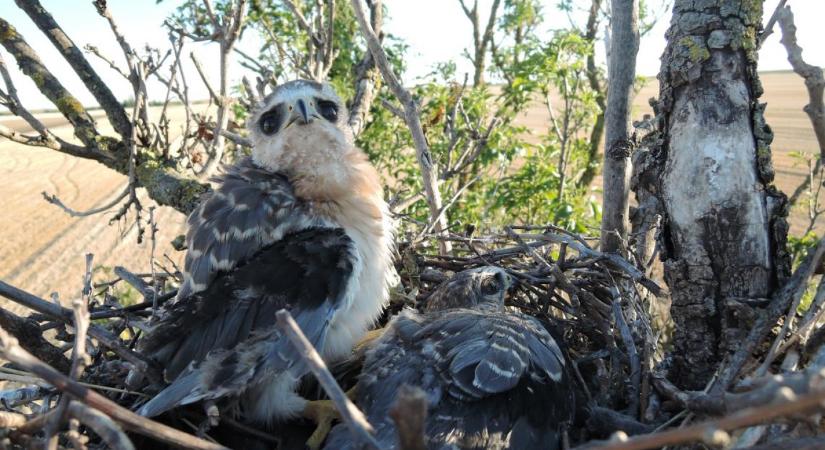 Ornitológia szenzáció: új költőfajjal gazdagodott a magyarországi madárfauna