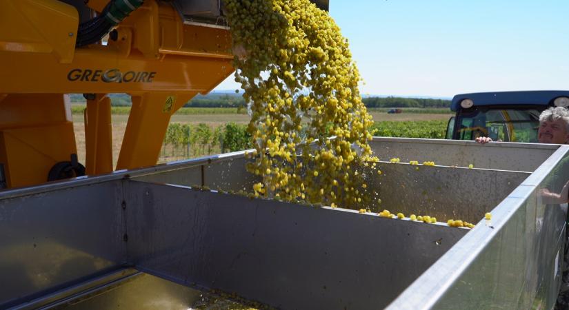 Mindenbe beleszól: a mesterséges intelligencia alkotta a világ legjobb fehérborát