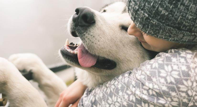 Vigyázz, ennek a népszerű fának a gyümölcse szörnyen mérgező a kutyákra