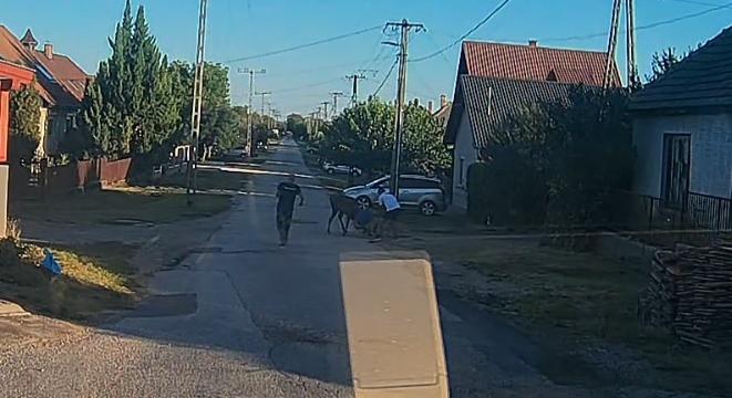 Videó: gímszarvas öklelt fel egy fideszes képviselőt