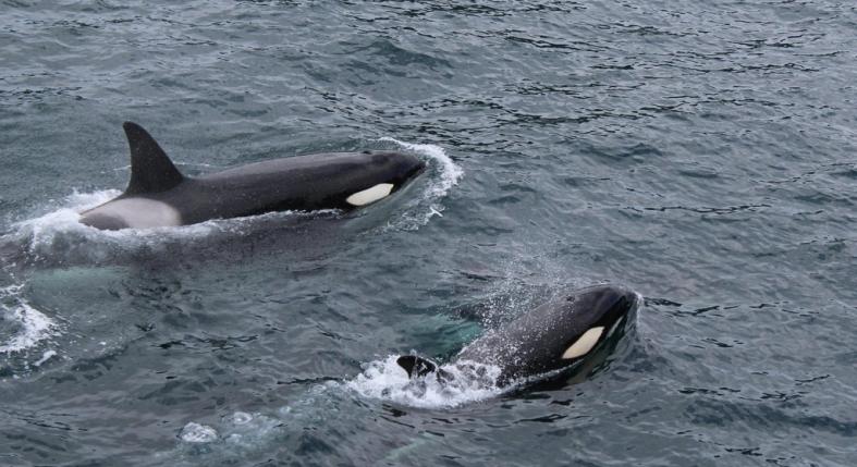 Ibériai kardszárnyú delfinek tartják rettegésben a spanyol partokat