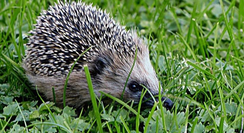 Segítsünk a sünökön! – Magukra maradt fiatal sünöket találtam, mi a teendőm?