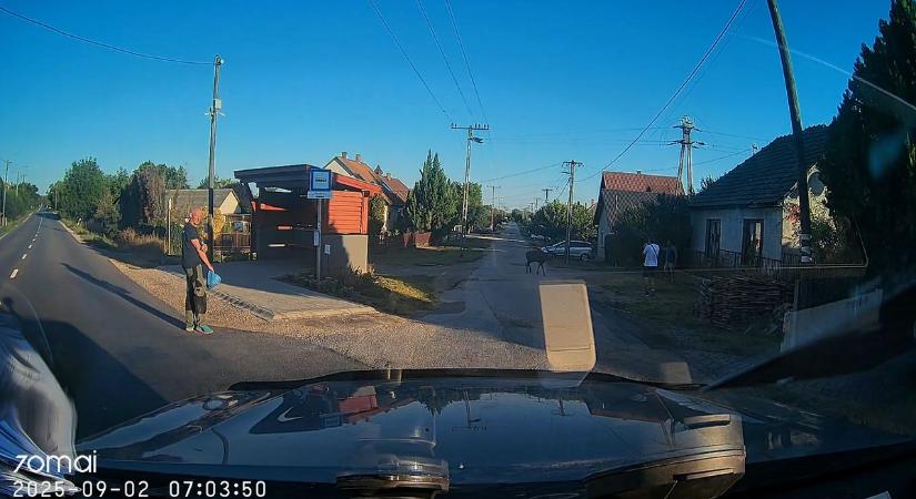Megvadult gímszarvas támadt rá egy képviselőre (VIDEÓ)