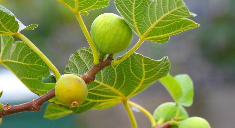 A füge metszés nélkül is terem – de vajon jobban?