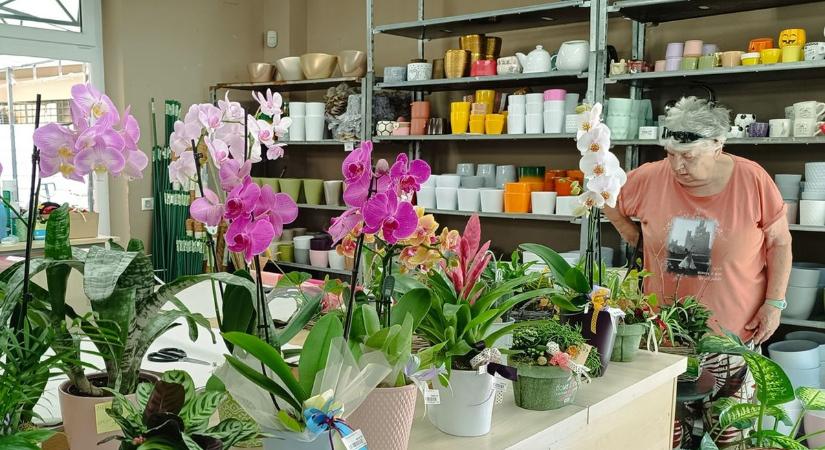 Te is átlátszó kaspóba teszed az orchideát? Hibát követsz el! (galéria)