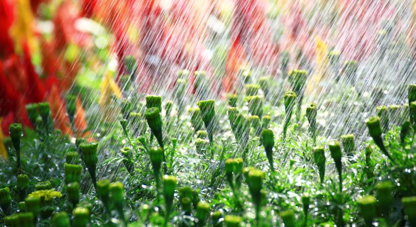 Az őszi locsolás szabályai – öntözzünk-e ősszel, és ha igen: hogyan?