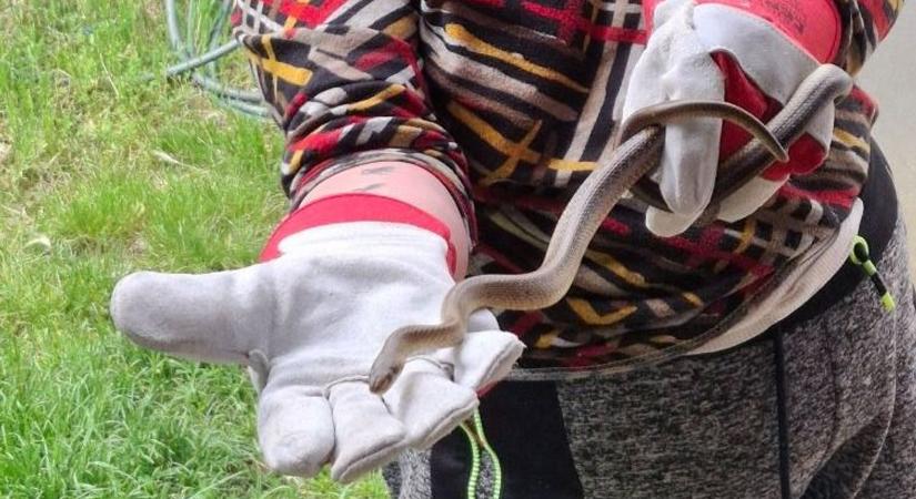 Kígyók járnak Pécsen a konyhákban? Az edénycsöpögtetőből mászott elő egy állat