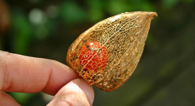 Slow Gardening szeptemberben – amikor a kert és te is levegőhöz jutsz
