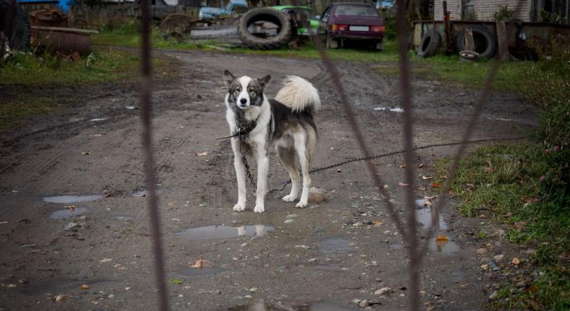 Láncon húzta végig a kutyáját az úton, ilyen büntetést kapott az állatkínzó