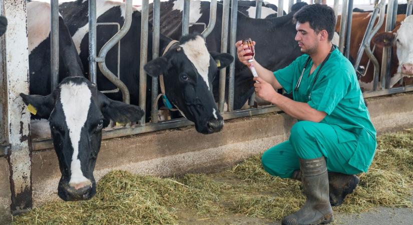 Egészséges állat – biztonságos élelmiszer: a jövő állatorvosaira épít az agrárium