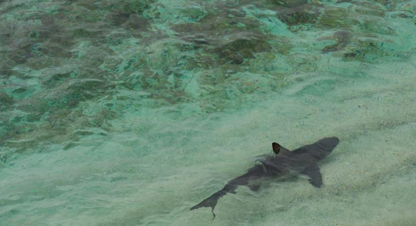 Tízéves kislány mentette meg az öccsét egy cápatámadástól Floridában