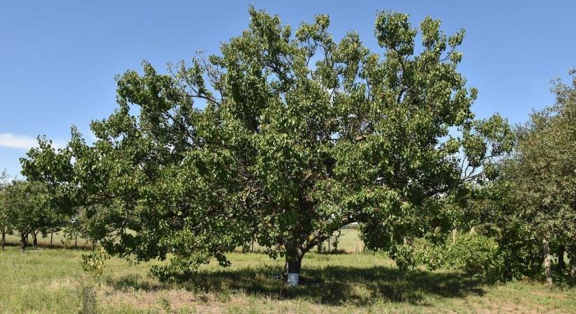 Egyszer napsütés, máskor akár jégeső – így alakul szombaton az időjárás