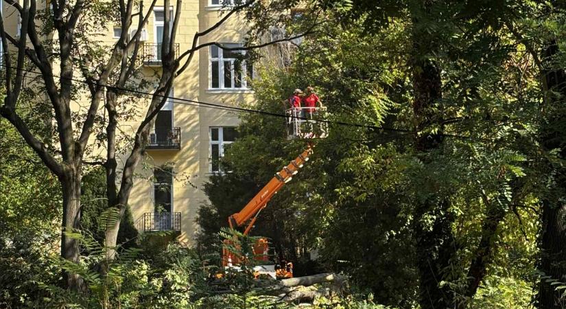 Hiába tiltakoztak a lakók a Market fakivágásai ellen a Gellérthegyen