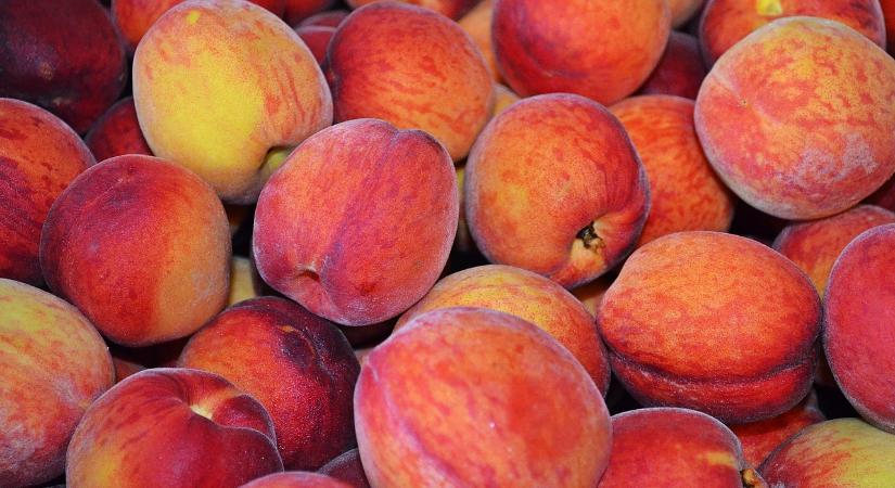 Emilia–Romagna: közepes szezont zártak az őszibarack-termelők