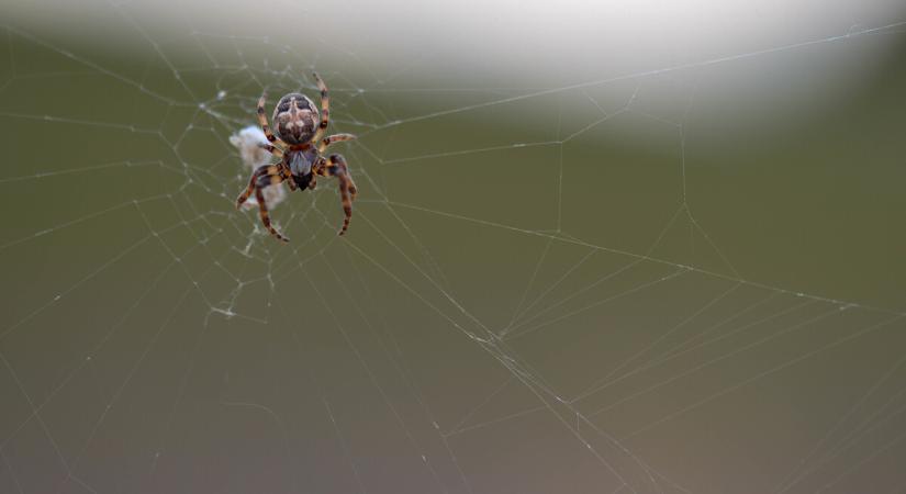 Kellemetlen meglepetés érhet vezetés közben ősszel
