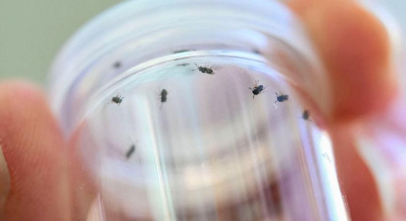 Új állatfaj jelent meg Magyarországon, elképesztő dologra képes