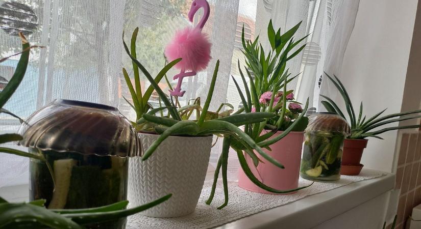 Kovászos uborka nem csak nyáron! – a ropogós savanyúság titkai