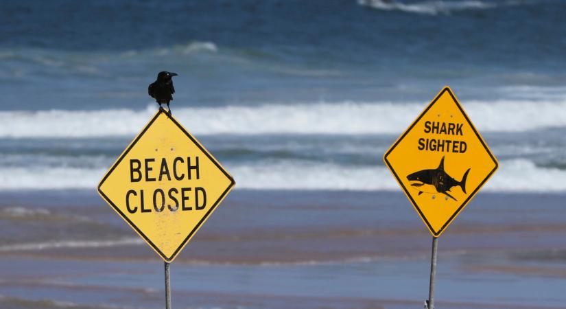 Halálos cápatámadás ért egy 57 éves szörföst Sydney egyik népszerű strandján