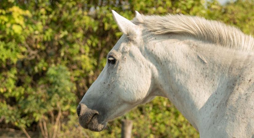 Egy lóvásáron tették lóvá a gyanútlan férfit