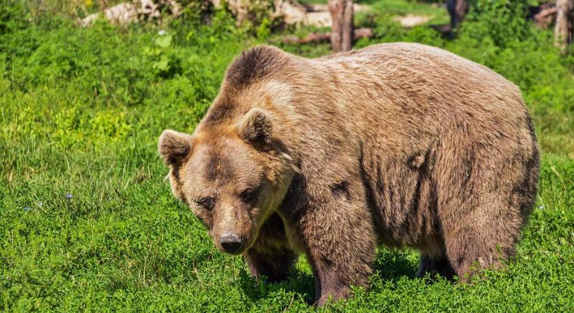 Nagyon vigyázz, ha erre jársz! Újabb medve kóborol Magyarországon – itt vannak a részletek