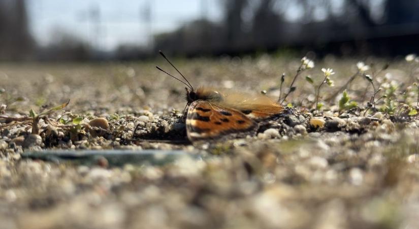 Eddig azt hitted, ismered a körülötted élő állatvilágot? Lássuk, mennyire vagy felkészült!
