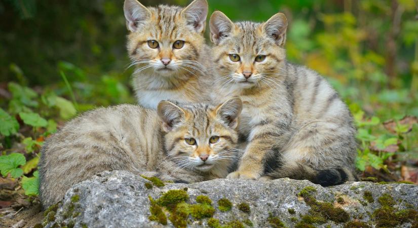 Cuki, de veszélyben van: összefogással mentenék meg a vadmacskákat