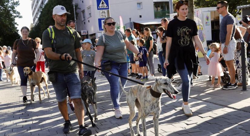 Fegyelmezett ebek serege Egerszegen