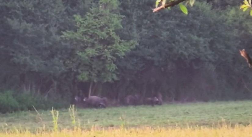 Videó: óriási vaddisznókonda bukkant fel az Őrségben