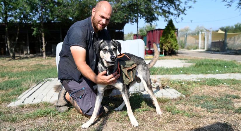 Bosco, a szolnoki kutya szíve mindenki felé nyitott, még ha teste máig őrzi a bántalmazás nyomait