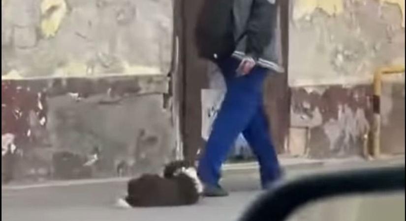 Pénzbírsággal megúszhatja a pápai állatkínzó is, aki maga után húzta kutyáját a betonon?