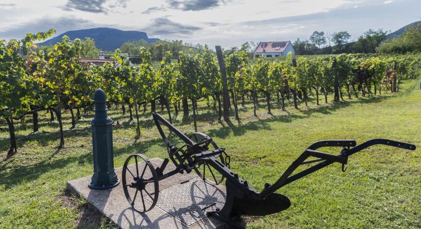 Magyarország legszebb kisbirtoka – Beérett a céltudatos munka ( galéria)