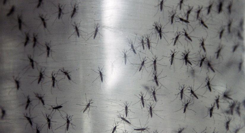 Egyre jobban terjed a dengue- és a chikungunya-láz