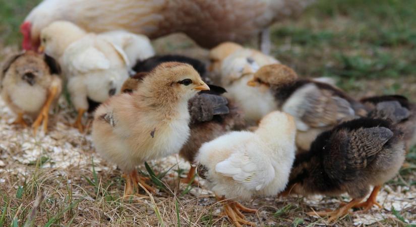 Bizalmatlanság és tudáshiány: sok ember nincs képben az antibiotikumokkal kapcsolatban