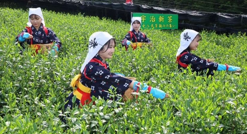 Arannyá változtatta a matcha-mánia a zöld japán teaport